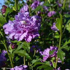 Image result for Hibiscus syriacus Violet Clair Double
