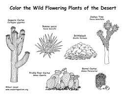 Arbor day coloring pages, grand teton national park, conservation, tree planting coloring page sheets. Desert Flowering Plants Coloring Page