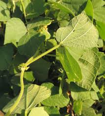 Image result for Rhynchosia viscosa