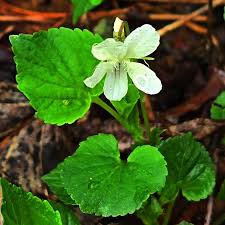 Image result for Violaceae