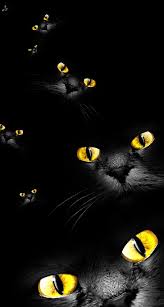 Namun jika kalian mencari yang lucu lucu di sinilah tempatnya. Gambar Kucing Hitam Wallpaper Ika Gambar
