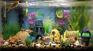 Ikan koi asagi ini memiliki warna biru agak kelabu di bagian punggungnya. Kumpulan Ide Dekorasi Aquarium Cantik Dan Unik