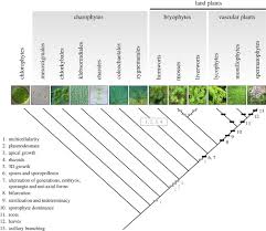 We did not find results for: Development And Genetics In The Evolution Of Land Plant Body Plans Philosophical Transactions Of The Royal Society B Biological Sciences
