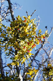 Image result for Viscum tuberculatum