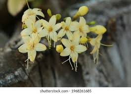 Image result for Loganiaceae