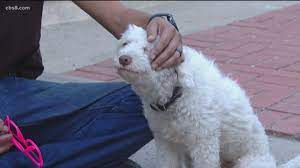Postal Worker Accused Of Animal Cruelty For Spraying Dog With Pepper Spray Cbs8 Com