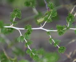 Image result for Asparagus laricinus