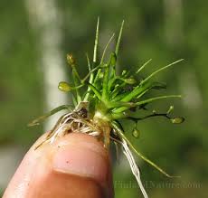 Image result for Subularia