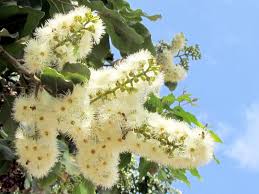 Image result for Eucalyptus torelliana
