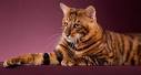 Toyger Kittens For Sale