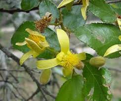 Image result for Grewia herbacea