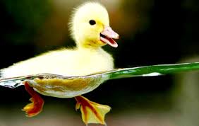 <3 <3 by michek on december 31, 2015 Cute Animal Screensavers Views Wallpapers
