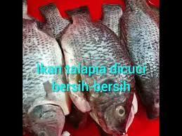 Untuk membuat bakso ikan, pastikan bahan utamanya yaitu daging dipilih dengan kualitas yang baik agar menghasilkan rasa yang enak. Cara Cara Membuat Ikan Pekasam Menambah Selera Makan Caramembuat Talapiahitam Youtube