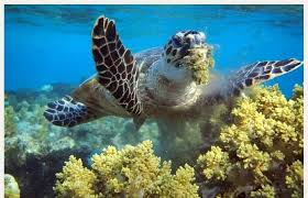 They're found in tropical waters around the world, and are some of the most popular attractions at aquariums. Sea Turtles An Endangered Species Why Israel Nature And Parks Authoritya