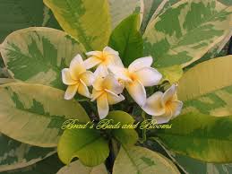 Gold Marble Rare Limited Rooted Plants Last One Brad S Buds And Blooms