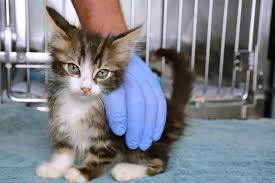 However, as challenging as it may be, it can definitely be done. How Much Should A 10 Week Old Kitten Eat Simple Guide