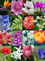 Most cut flowers come with a powdered flower food to keep them fresh, and this can be toxic to cats. 5 Trendy Houseplants That Are Toxic To Cats Lily Flower Flowers Toxic Plants For Cats