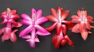 Flowers that bloom during holidays come on either the. Christmas Cactus Vs Easter Cactus Vs Thanksgiving Cactus Christmas Cactus
