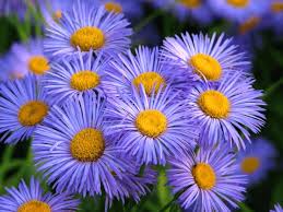 Image result for Brachycome