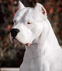 32 Dogo Argentino Dog Ideas In 2021 Dogo Argentino Dog Dogo Argentino Dog Argentino