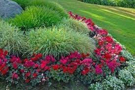 List Of Low Maintenance Plants Low Maintenance Plants Front Yard Landscaping Outdoor Gardens