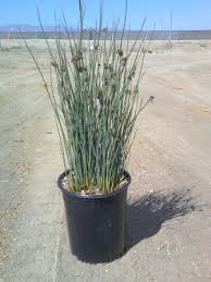 Image result for Juncus