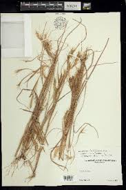 Image result for Andropogon fastigiatus