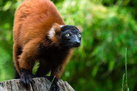 This Is The Red Ruffed Lemur Native To Madagascar Like All Lemur Species They Are Critically Endangered And Limited To An Extraord Lemur Flying Lemur Species