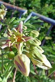 Image result for Manihot grahamii