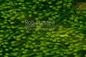 Image result for Lagarosiphon major