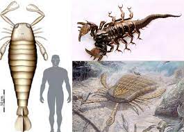 Jul 18, 2021 · 6 jaekelopterus rhenaniae, the giant water scorpion. If They Are Still There 10 Giant Extinct Monsters Design Swan