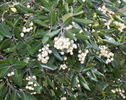 Image result for Curtisia dentata