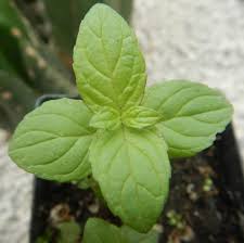 Fast next day shipping on peppermint plants. Mint Peppermint Mentha Piperita Potted Plant Organic Strictly Medicinal Seeds