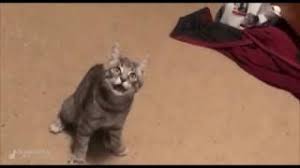 The fest features q&a sessions, autograph opportunities, kids activities, a rockies garage sale and more. Quarantine Cat Film Festival Coming To Virtual Cinemas In June King5 Com