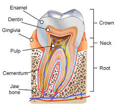 Here's a quick rundown on the average time it takes for each tooth: Root Canal Therapy In Brooklyn Ny Best Root Canal Specialist