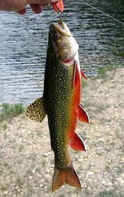 Pscheen S Image Fish Trout Fishing Trout
