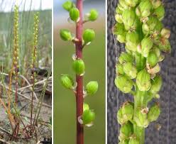 Image result for Triglochin striata