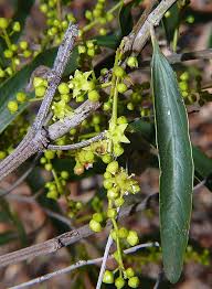 Image result for Ventilago