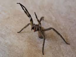 Brazilian wandering spiders are the most poisonous spiders on the planet. Brazilian Wandering Spider How Deadly Are The Spiders Allegedly Found On Asda Bananas The Independent The Independent
