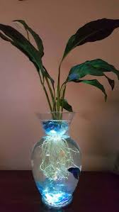 Beta Fish Tank With Live Peace Lily Lighted Symbiotic And Beta Fish Tank Fish Vase Fish Plants
