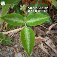 Image result for Desmodium uncinatum