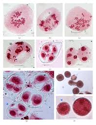 Image result for Meiosperma eminii