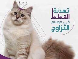 مركز الغريب البيطري لطب وجراحة الحيوانات الأليفة عندما تظهر على القطط أعراض طلب الزواج يحاول الكثيرين تهدئة القطط في موسم التزاوج سواء بسبب اعتقادهم أن الأمر مؤلم للقطة أو بسبب الإزعاج