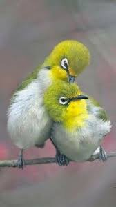 Pin By Maria Coban On Sweet Birds Animals Beautiful Beautiful Birds Pet Birds