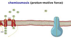 Topic 8 2 Cell Respiration Amazing World Of Science With Mr Green