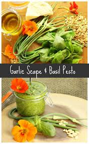 A Deliciously Simple To Follow Basil Pesto Recipe That Uses Fresh Garlic Scapes From The Garden Perfect For Use In Pasta And Other Dishes Via Earthfoodfire