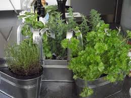 Mon choix de 5 herbes aromatiques aux propriétés médicinales : Un Jardin Aromatique Sur Son Balcon Consofutur