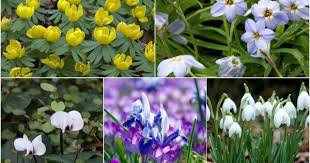 Fleurir Votre Jardin En Hiver Jardins Jardin D Hiver Bulbes