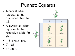 His punnet square simplifies and visually demonstrates. 11 2 Probability And Punnett Squares Ppt Download