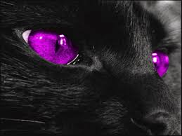 Beautiful Black Cat With Purple Eyes Pub 5 Purple Cat Eyes Red Cats Eye Red Aesthetic Cat Wallpaper